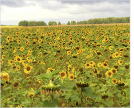 Exporting Sunflower Meal From Bashkiriya to Latvia